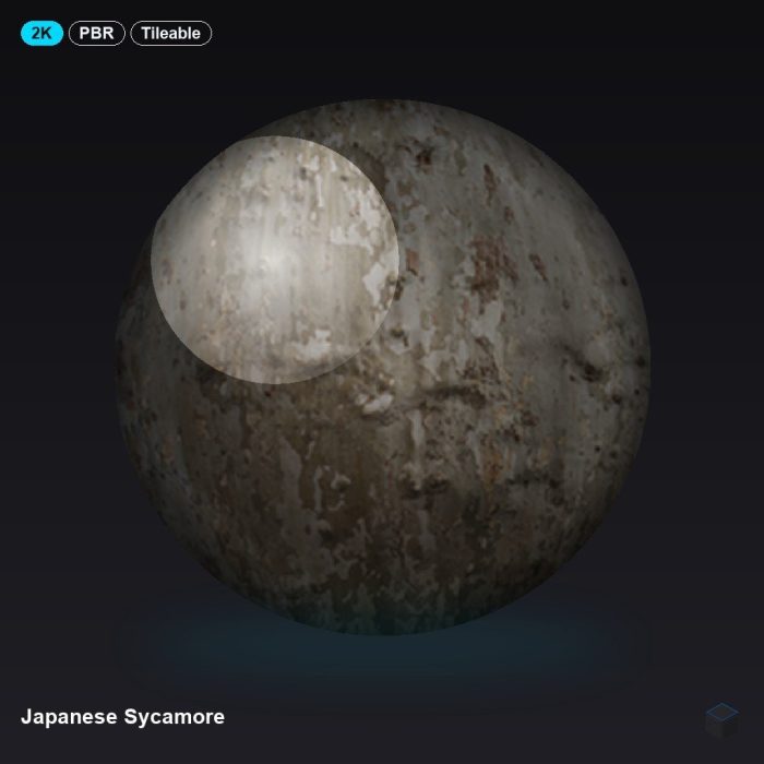 Japanese Sycamore