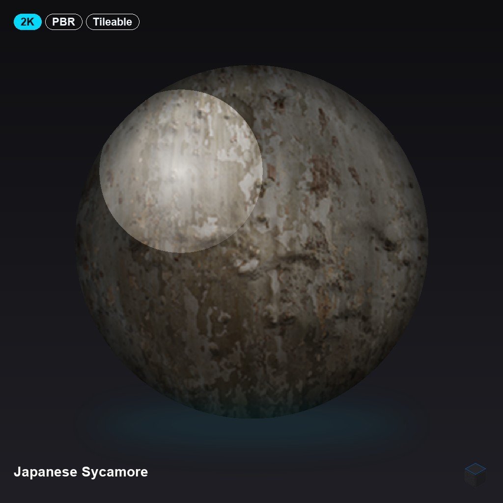 Japanese Sycamore