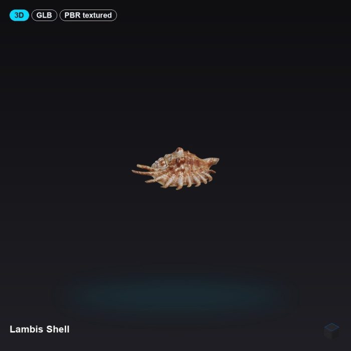 Lambis Shell